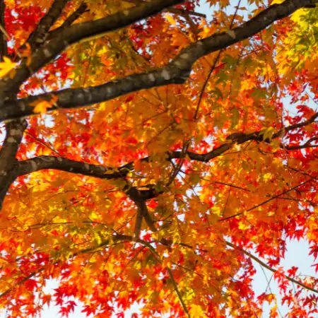 Herfst
