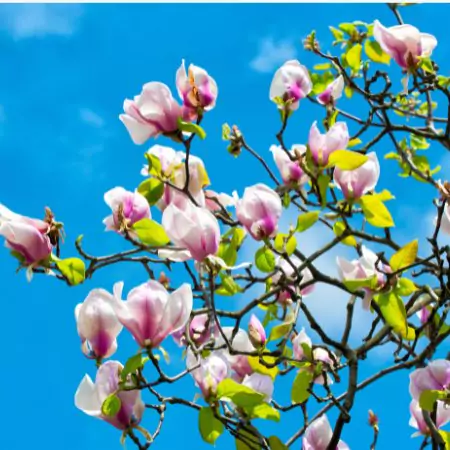 Lente